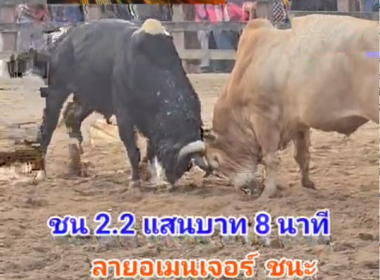 คลิปวัวชนย้อนหลัง ผลการชน ขาวคู่บารมีพยัคฆ์ร้ายแสนแสบ (อ้ายปีใหม่) VS ลายงามโล่ทองคำ (ลายอเมนเจอร์)