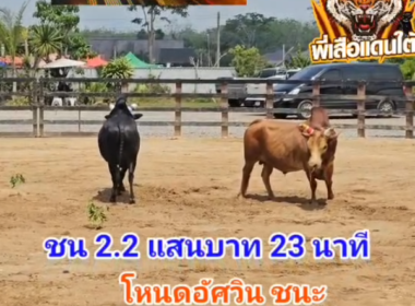 คลิปวัวชนย้อนหลัง ผลการชน แดงพรหมลิขิต (นายแบบ)  VS  โหนดอัศวิน (ไอ้สอง)