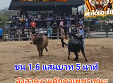คลิปวัวชนย้อนหลัง ผลการชน ลังสาดงามตุ๊กตาเพชร (ไอ้หล่อ) VS โหนดใจเด็ดยอดเพชรวายุ (ลูกหมู)