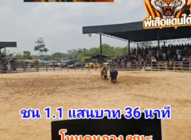 คลิปวัวชนย้อนหลัง ผลการชน โหนดงามโภคทรัพย์ (หูกาง)  VS  แดงเพชรมรกต