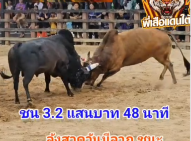 คลิปวัวชนย้อนหลัง ผลการชน ดุกด้างเพชรสยาม (อ้ายเพชร) VS  ลังสาดวันมีลาภ (ลูกพราย)