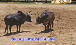 คลิปวัวชนย้อนหลัง ผลการชน โหนดท้องลายเพชรณรงค์ชัย (เพชรหัววัง)  VS ดุกด้างสะท้านเมืองเล็ก (เสือเตี้ย)