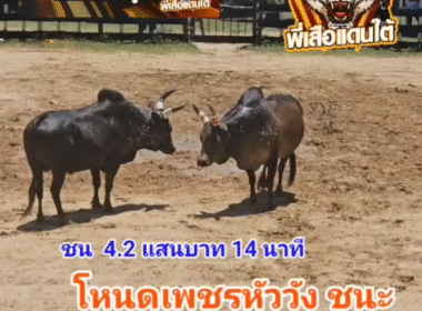 คลิปวัวชนย้อนหลัง ผลการชน โหนดท้องลายเพชรณรงค์ชัย (เพชรหัววัง)  VS ดุกด้างสะท้านเมืองเล็ก (เสือเตี้ย)