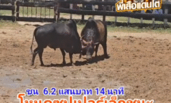 คลิปวัวชนย้อนหลัง ผลการชน โคโหนดซุปเปอร์เล็ก (ลูกหว้า) VS โคโหนดไกรครราชสีห์
