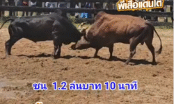 คลิปวัวชนย้อนหลัง ผลการชน ลันดาทองลายใจเด็ดเพชรนักสู้ (ลันดาพารวย)  VS โหนดเทพลีลายอดนำชัย (ท่านหย่น98)