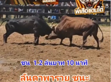 คลิปวัวชนย้อนหลัง ผลการชน ลันดาทองลายใจเด็ดเพชรนักสู้ (ลันดาพารวย)  VS โหนดเทพลีลายอดนำชัย (ท่านหย่น98)