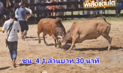คลิปวัวชนย้อนหลัง ผลการชน แดงอิทธิพลเล็กลูกพ่อ (สามเซียน)  VS ขาวคมพยัคฆ์ร้อยลีลา (บ้านเพลง)
