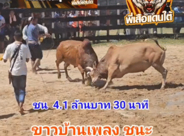 คลิปวัวชนย้อนหลัง ผลการชน แดงอิทธิพลเล็กลูกพ่อ (สามเซียน)  VS ขาวคมพยัคฆ์ร้อยลีลา (บ้านเพลง)