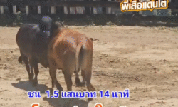 คลิปวัวชนย้อนหลัง ผลการชน ลังสาดเจ้าสำเภาสิงห์พยัคฆ์ (สำเภาทอง)  VS โหนดปานใจเด็ดเพชรสมิหลา (ปานเงิน-ปานทอง)