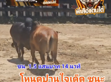 คลิปวัวชนย้อนหลัง ผลการชน ลังสาดเจ้าสำเภาสิงห์พยัคฆ์ (สำเภาทอง) VS โหนดปานใจเด็ดเพชรสมิหลา (ปานเงิน-ปานทอง)