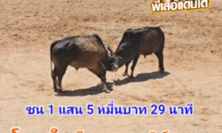 คลิปวัวชนย้อนหลัง ผลการชน โหนดใจเด็ดเพชรยูเทิร์น (สี่แยก)  VS โหนดมรดกไทย (เสือเล็ก)
