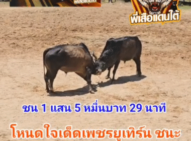 คลิปวัวชนย้อนหลัง ผลการชน โหนดใจเด็ดเพชรยูเทิร์น (สี่แยก)  VS โหนดมรดกไทย (เสือเล็ก)