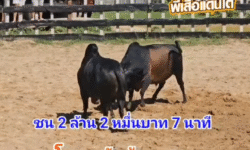 คลิปวัวชนย้อนหลัง ผลการชน โหนดใจเด็ดเพชรกระบี่ (เพชรกระบี่) VS โหนดหลังขาวแซมแสนสิงห์ยอดแก่นเพชรพิชิตชัย (ขันน้อย)