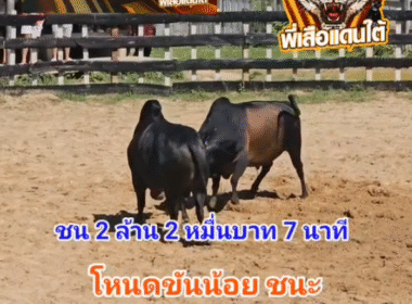 คลิปวัวชนย้อนหลัง ผลการชน โหนดใจเด็ดเพชรกระบี่ (เพชรกระบี่) VS โหนดหลังขาวแซมแสนสิงห์ยอดแก่นเพชรพิชิตชัย (ขันน้อย)