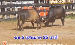 คลิปวัวชนย้อนหลัง ผลการชน โหนดเจริญทรัพย์เพชรภาคภูมิ (งูเห่า)  VS โหนดตะวันฉายพลายพยัคฆ์ (ไวกิ้ง)