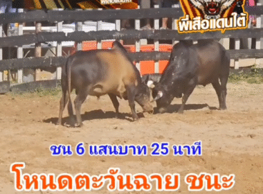 คลิปวัวชนย้อนหลัง ผลการชน โหนดเจริญทรัพย์เพชรภาคภูมิ (งูเห่า)  VS โหนดตะวันฉายพลายพยัคฆ์ (ไวกิ้ง)