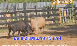 คลิปวัวชนย้อนหลัง ผลการชน โหนดหลังขาวบัญชาเมฆ (ม้าล่อ)  VS ขาวสิงห์คะนองนา (ควายทอง)