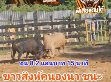 คลิปวัวชนย้อนหลัง ผลการชน โหนดหลังขาวบัญชาเมฆ (ม้าล่อ) VS ขาวสิงห์คะนองนา (ควายทอง)