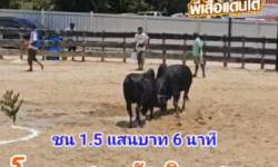 คลิปวัวชนย้อนหลัง ผลการชน โหนดสารพัดพิษ  VS โหนดงามยอดเด็ดเผด็จศึก (ขวานบิน)