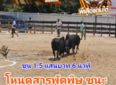 คลิปวัวชนย้อนหลัง ผลการชน โหนดสารพัดพิษ  VS โหนดงามยอดเด็ดเผด็จศึก (ขวานบิน)