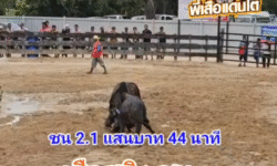 คลิปวัวชนย้อนหลัง ผลการชน โหนดงามเพชรสุรสีห์ยอดมีชัย (มังกรด่า)  VS เสือสมิงค์