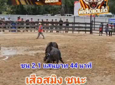 คลิปวัวชนย้อนหลัง ผลการชน โหนดงามเพชรสุรสีห์ยอดมีชัย (มังกรด่า)  VS เสือสมิงค์