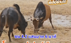 คลิปวัวชนย้อนหลัง ผลการชน โหนดหลังขาวงามซุปเปอร์เล็ก (ไอ้แสน)  VS ลังสาดดงพญาเย็น