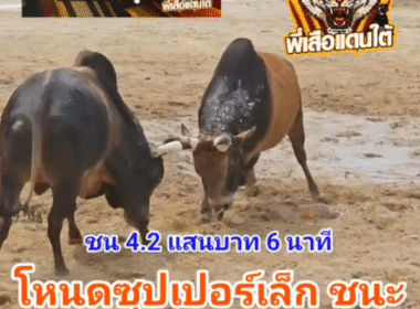 คลิปวัวชนย้อนหลัง ผลการชน โหนดหลังขาวงามซุปเปอร์เล็ก (ไอ้แสน)  VS ลังสาดดงพญาเย็น