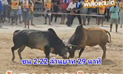 คลิปวัวชนย้อนหลัง ผลการชน ลังสาดงามชูเจริญ  VS โหนดหลังขาวท้องลายรุ่งเรืองเล็ก (ด.ช.กระบี่)