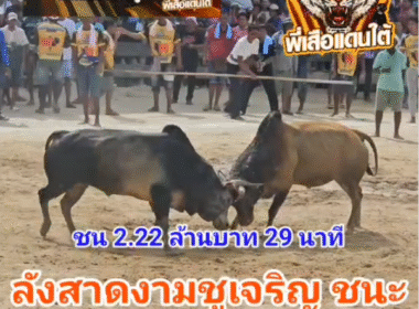 คลิปวัวชนย้อนหลัง ผลการชน ลังสาดงามชูเจริญ  VS โหนดหลังขาวท้องลายรุ่งเรืองเล็ก (ด.ช.กระบี่)
