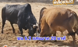 คลิปวัวชนย้อนหลัง ผลการชน ลังสาดงามเพชรอุดมพร (ลัมบี)  VS  โหนดงามตะลุยศึก (ทองพูล)