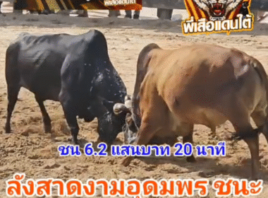 คลิปวัวชนย้อนหลัง ผลการชน ลังสาดงามเพชรอุดมพร (ลัมบี)  VS  โหนดงามตะลุยศึก (ทองพูล)