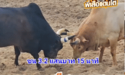 คลิปวัวชนย้อนหลัง ผลการชน ดุกด้างสุดยอด (ไอ้ยอด)  VS ขาวงามศรีสุนทร