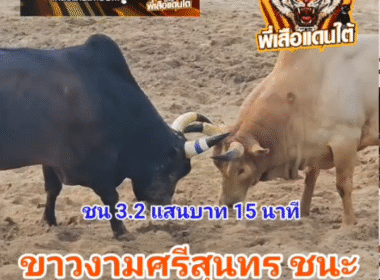คลิปวัวชนย้อนหลัง ผลการชน ดุกด้างสุดยอด (ไอ้ยอด)  VS ขาวงามศรีสุนทร