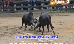 คลิปวัวชนย้อนหลัง ผลการชน โหนดสิงโต (ไอ้ขุนราม) VS ดุกด้างวันชนะ