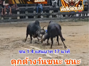 คลิปวัวชนย้อนหลัง ผลการชน โหนดสิงโต (ไอ้ขุนราม) VS ดุกด้างวันชนะ