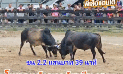 คลิปวัวชนย้อนหลัง ผลการชน ลังสาดเพชรแสงมณี (ไอ้แสง) VS โหนดหลังขาวรัสเซียลูกพ่อเสือ (อันธพาล)