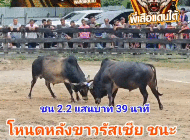 คลิปวัวชนย้อนหลัง ผลการชน ลังสาดเพชรแสงมณี (ไอ้แสง) VS โหนดหลังขาวรัสเซียลูกพ่อเสือ (อันธพาล)