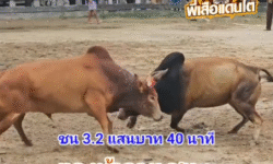 คลิปวัวชนย้อนหลัง ผลการชน แดงรุ่งสุริยาชัย (ห้าลาย) VS ลังสาดเพชรหน้าทั่ง (ขุนเขา)