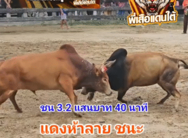 คลิปวัวชนย้อนหลัง ผลการชน แดงรุ่งสุริยาชัย (ห้าลาย) VS ลังสาดเพชรหน้าทั่ง (ขุนเขา)