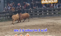 คลิปวัวชนย้อนหลัง ผลการชน แดงอัศวินปิ่นเพชร (น้ำหวาน) VS แดงงามเทพสามฤดู (เสือทอง)