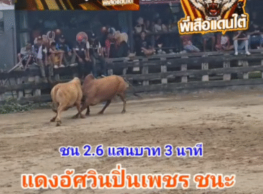 คลิปวัวชนย้อนหลัง ผลการชน แดงอัศวินปิ่นเพชร (น้ำหวาน) VS แดงงามเทพสามฤดู (เสือทอง)