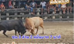คลิปวัวชนย้อนหลัง ผลการชน ดุกด้างเพชรลานสกา (ลูกปลา)  VS ขาวงามเพชรนำชัย (แสนเชิงเล็ก)