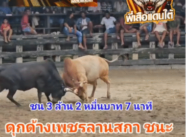 คลิปวัวชนย้อนหลัง ผลการชน ดุกด้างเพชรลานสกา (ลูกปลา)  VS ขาวงามเพชรนำชัย (แสนเชิงเล็ก)