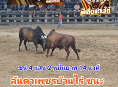 คลิปวัวชนย้อนหลัง ผลการชน ลันดาเพชรบ้านไร่ (ไอ้หกนม) VS โหนดมีโชคลูกมีลาภ (เจ้าขุน)