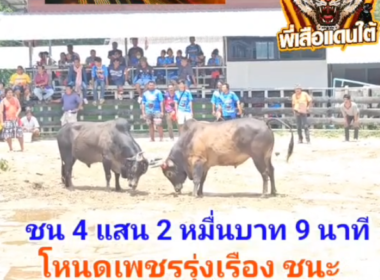 คลิปวัวชนย้อนหลัง ผลการชน โหนดงามเพชรรุ่งเรือง (เจ้าช้างน้อย) VS ดุกด้างลูกไฟนาคราช
