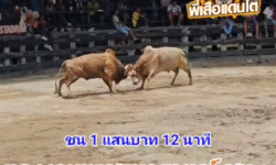 คลิปวัวชนย้อนหลัง ผลการชน ขาวพยัคฆ์ฟิงฟง VS แดงงามเพชรนารายณ์ (ไอ้ถุ้ง)
