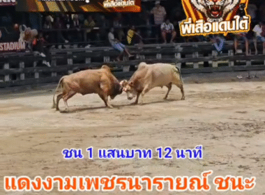 คลิปวัวชนย้อนหลัง ผลการชน ขาวพยัคฆ์ฟิงฟง VS แดงงามเพชรนารายณ์ (ไอ้ถุ้ง)
