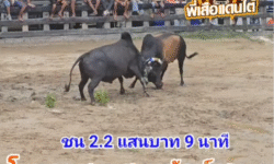 คลิปวัวชนย้อนหลัง ผลการชน นิลแซมปฏิวัต (บำบัด) VS โหนดแซมแสนพยัคฆ์เพชรภูผา (เจ้าแสน)