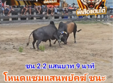 คลิปวัวชนย้อนหลัง ผลการชน นิลแซมปฏิวัต (บำบัด) VS โหนดแซมแสนพยัคฆ์เพชรภูผา (เจ้าแสน)
